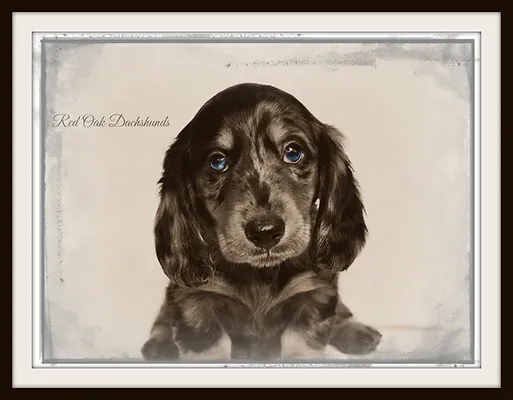 dachshund breeders dfw