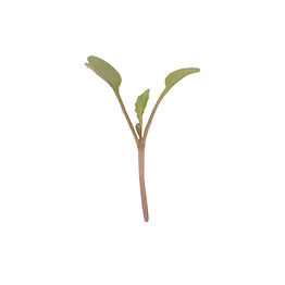 Arugula