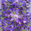 Thumbnail: Borage 琉璃苣花