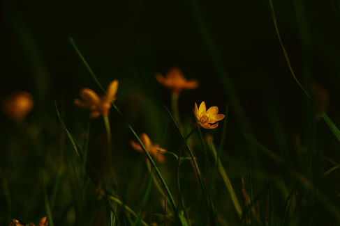 Alaskan weeds, but I call them flowers