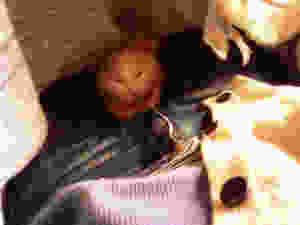 image (1)