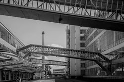 pexels-mike-van-schoonderwalt-1884800-5504175_edited