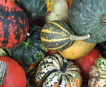 Squash