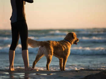 　　　　　　犬の熱中症対策とは？