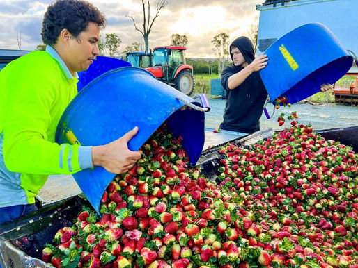Devastating strawberry losses after days of heavy rain in Queensland