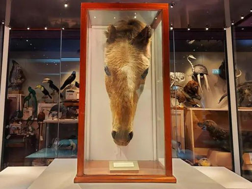 Skull of World's Oldest Horse Returns to Its Birthplace