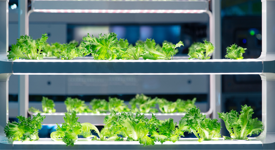 Lettuce Grow in Lab with Advance Aquaponic Agriculture Technology or Hydroponic. Plant Bio