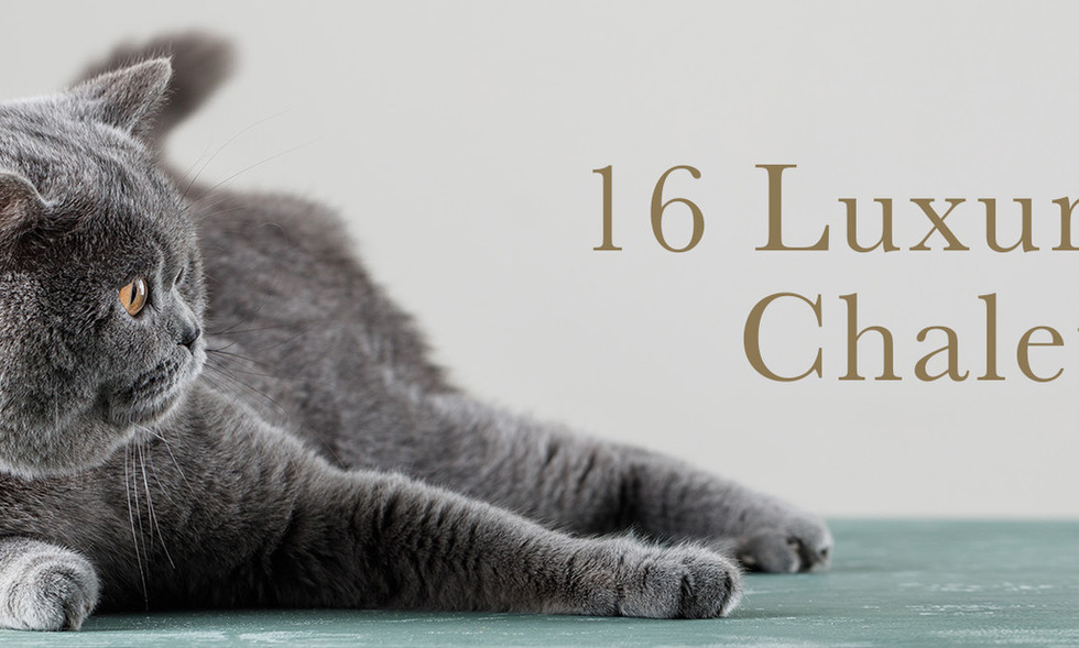 Greenfield Lodge Cattery England