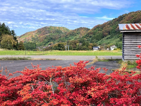 秋の彩付き