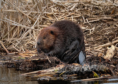 beaver-7148457_1280.jpg