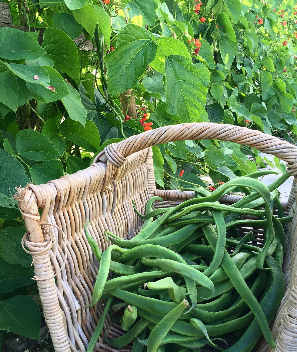 Thumbnail: Handpicked runner beans ready for a fresh batch of runner bean chutney