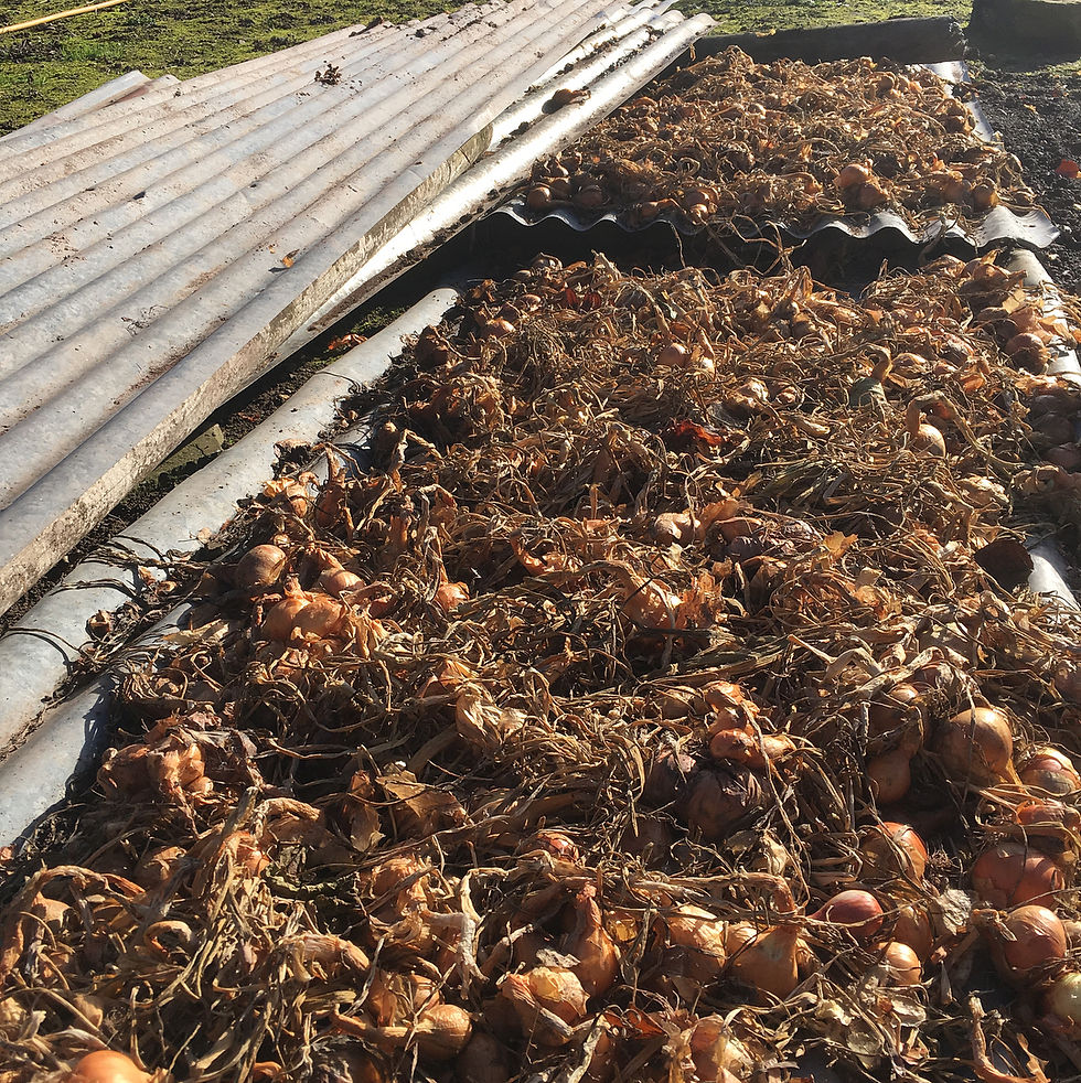 Thumbnail: shallots being harvested using natural sunlight