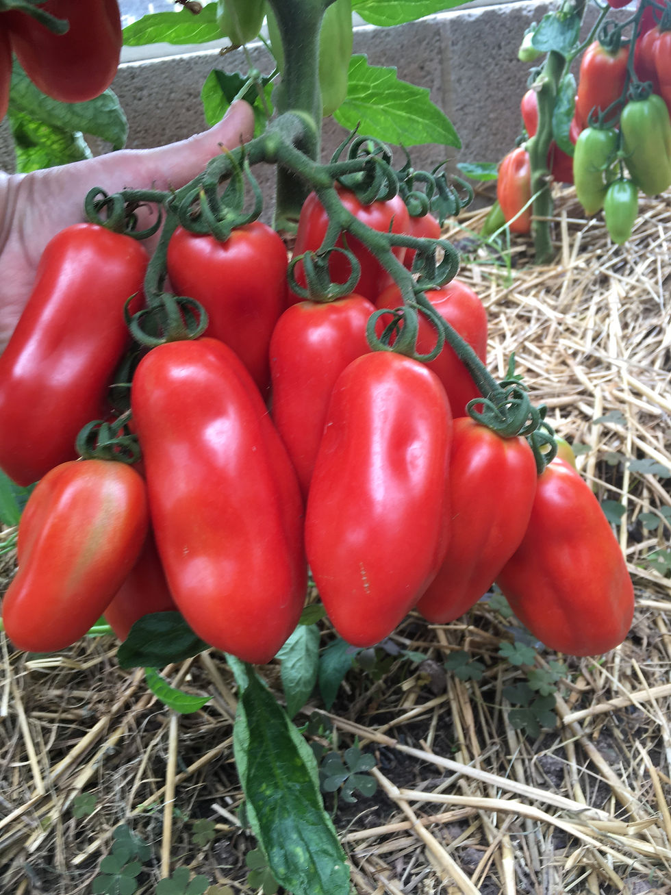 Thumbnail: homegrown hand picked tomatoes used in Three Fruity Ladies ketchups
