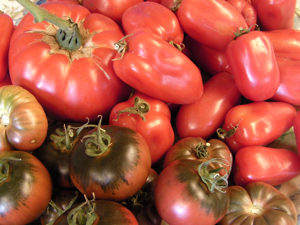 Thumbnail: our own naturally ripened plum tomatoes used in Three Fruity Ladies Tomato Ketchup