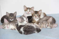 Jimini-Snoopy-Sockette-Cristal-Altea