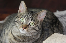 Chouquette (Parrainée)