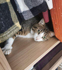 TERTIO 250268780873088