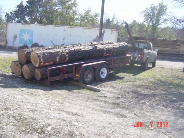 loblolly+pine+from+bastrop+fire+82.jpg