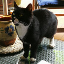 Kater