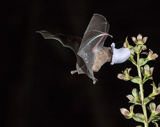 Pollinating Bat