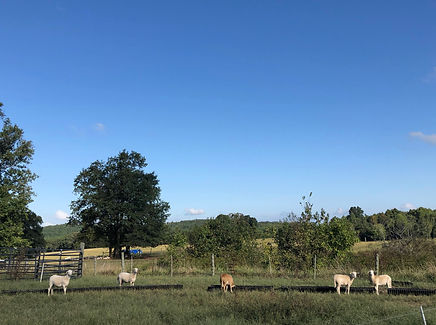 Amazing Grazing site visit 3.jpg