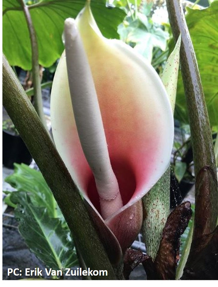 Philodendron 'Corsinianum'