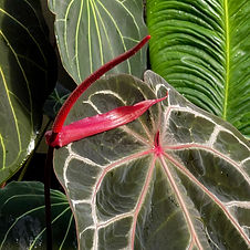 DFX_6488.JPG