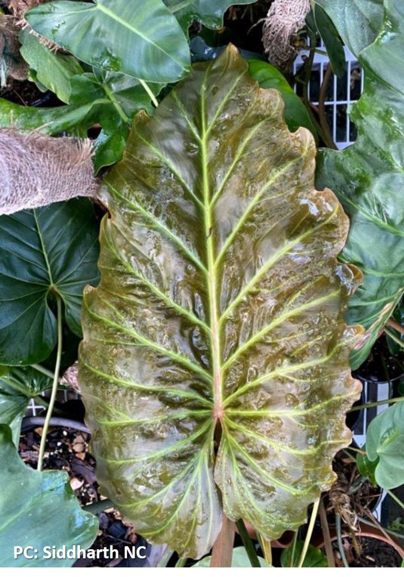 melanochrysum philodendron Philodendron melanochrysum – ARIUM BOTANICALS main image 0