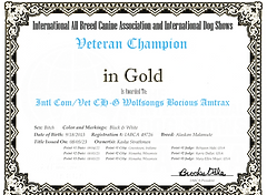 Veteran Champion in Gold Amy