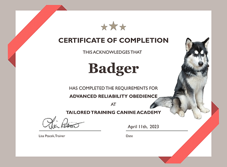 Badger Advanced Obedience.png