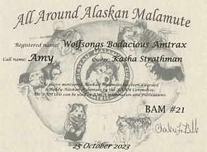 Buddy Alaskan Malamute - Amy