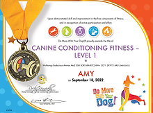 Canine Conditioning Fitness 1 - Amy