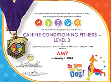 Canine Conditioning Fitness 3 - Amy