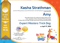 Expert Masters Trick Dog - Amy
