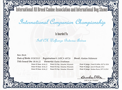 International Companion Champion Amy
