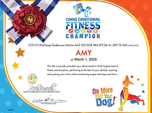 Canine Conditioning Fitness Champion - Amy