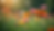 Close-up view of a serene landscape with blooming flowers