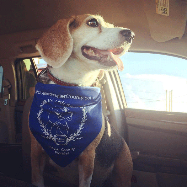pet friendly flagler florida restaurants