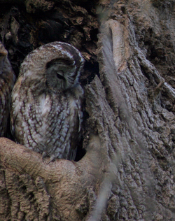 Sleeping tawny owl in a tree hollow