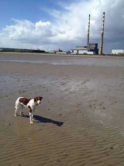 ruby sandymount
