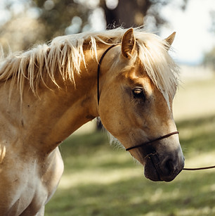 Haflinger im Sommer