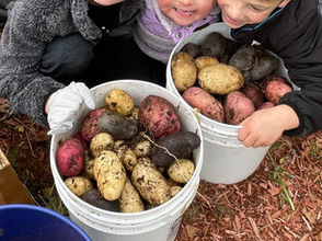 grow potatoes in a home garden