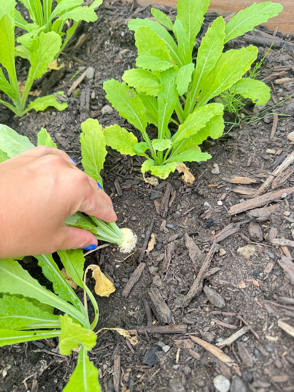 Hakurei turnips, also called snow apple turnips, growing in the garden