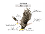 a unit study for homeschooling showing anatomy of bald eagle