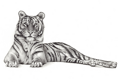 tiger_edited_edited.png