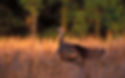 Eastern Wild Turkey