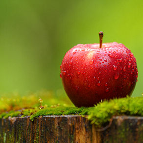 Lutter contre les affections bucco-dentaires grâce à une molécule contenue dans la pomme