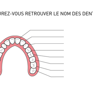 Vos patients sauront-ils retrouver le nom des dents ?