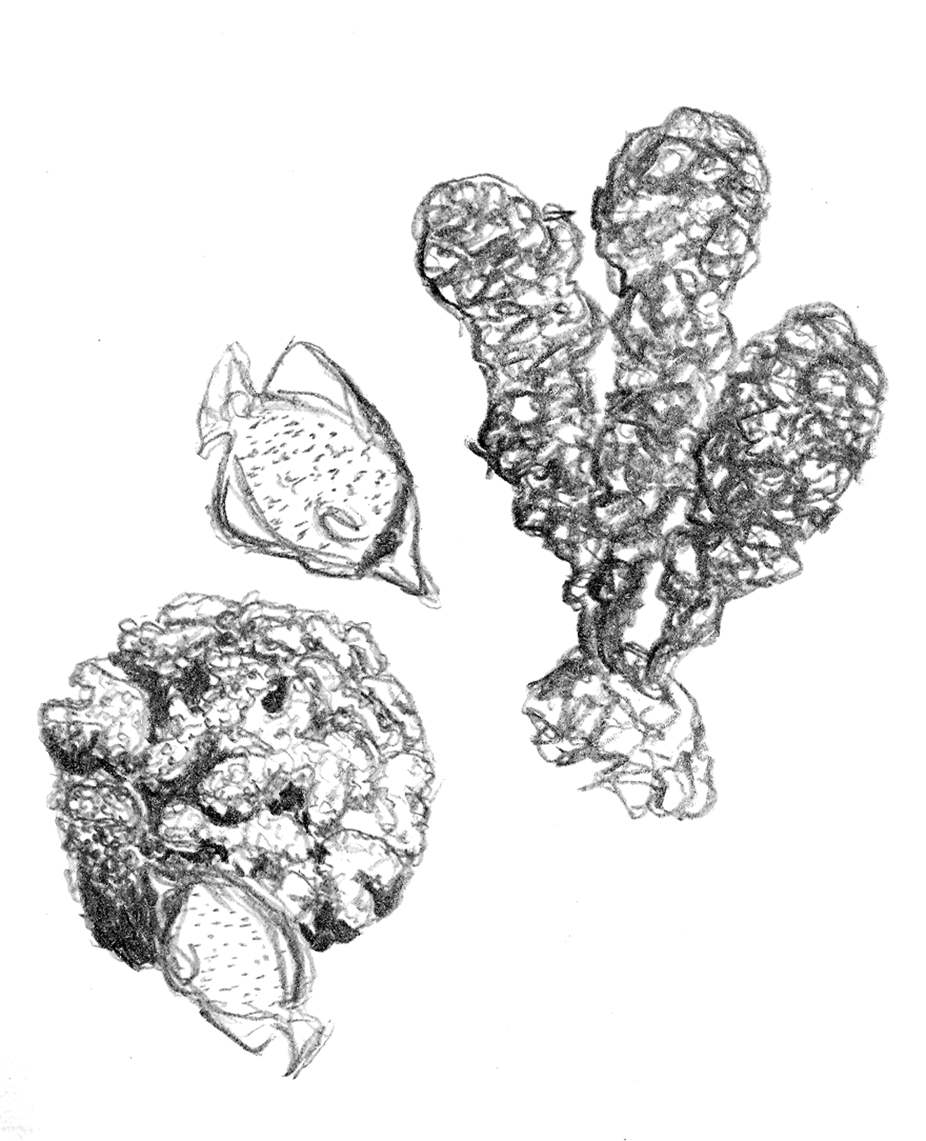 Poissons, corail et algue