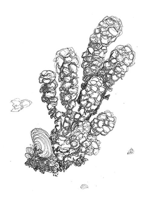 Turbinaria